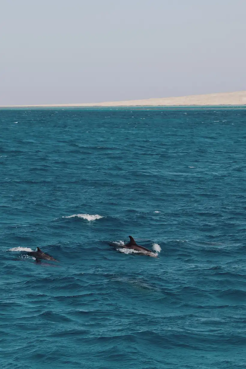 Careless Reef bij Hurghada
