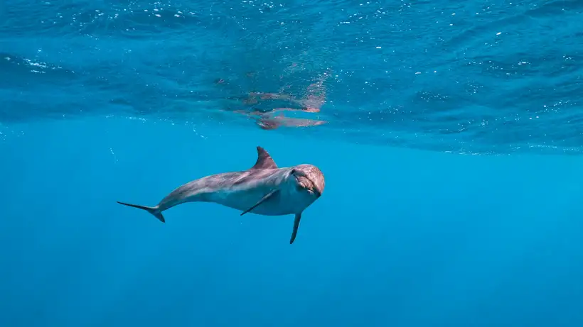 Dolphin House bij Hurghada