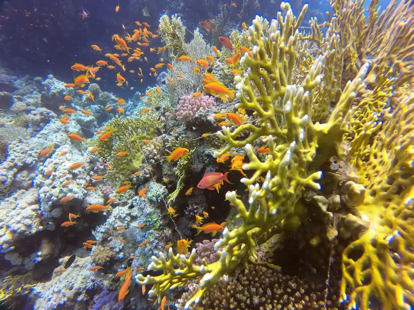 Hurghada Grand Aquarium bij Hurghada