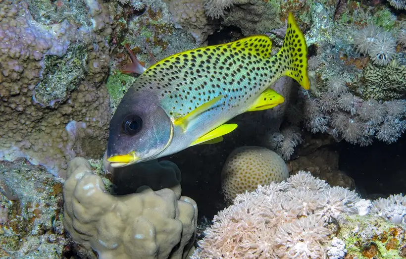 Shaab Abu Ramada: The Aquarium bij Hurghada